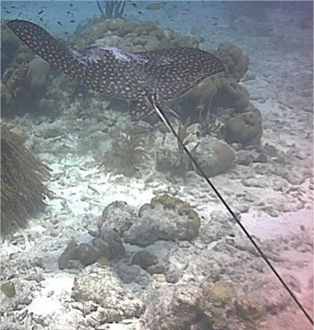 A nice Ray in Bonaire